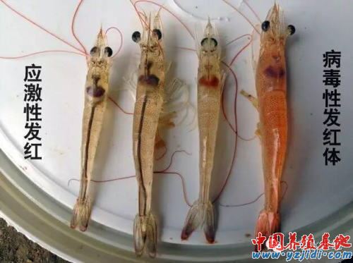 中國養殖基地 yzjidi.com