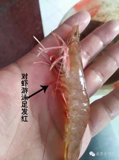 中國養殖基地 yzjidi.com