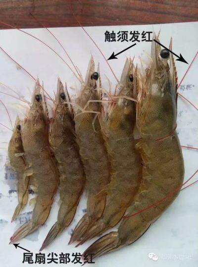 中國養殖基地 yzjidi.com