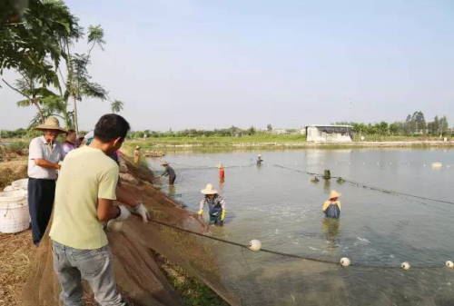 中國養殖基地 yzjidi.com