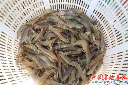 中國養殖基地 yzjidi.com