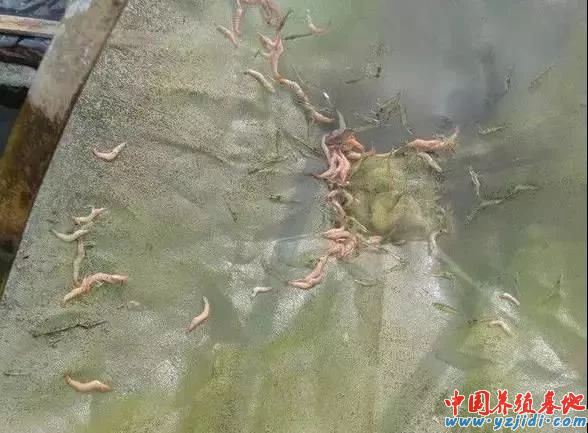 中國養殖基地 yzjidi.com