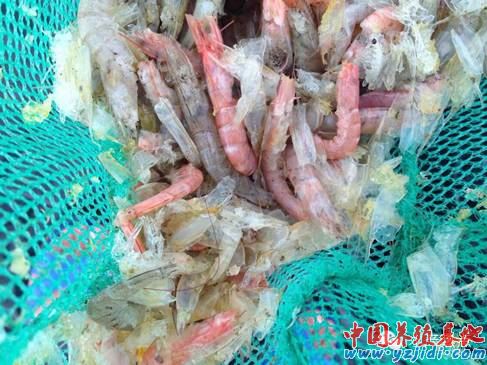 中國養殖基地 yzjidi.com
