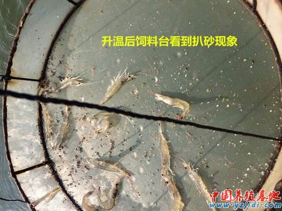 中國養殖基地 yzjidi.com