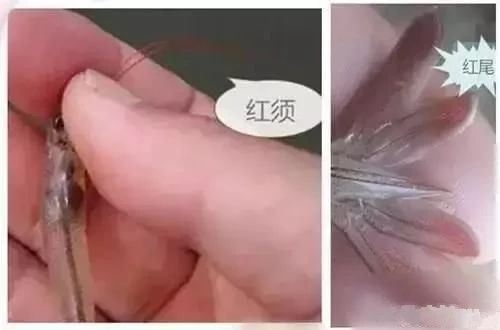 中國養殖基地 yzjidi.com