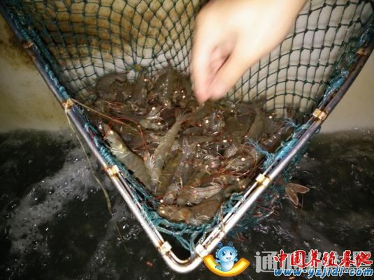 中國養殖基地 yzjidi.com
