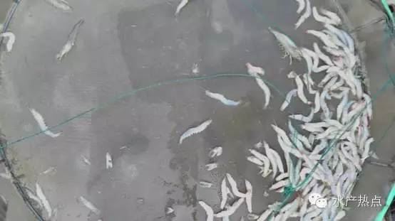 中國養殖基地 yzjidi.com