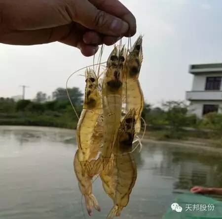 中國養殖基地 yzjidi.com