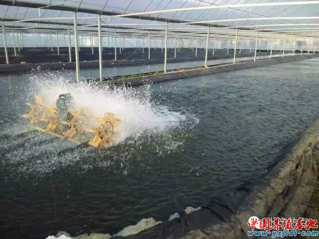 中國養殖基地 yzjidi.com