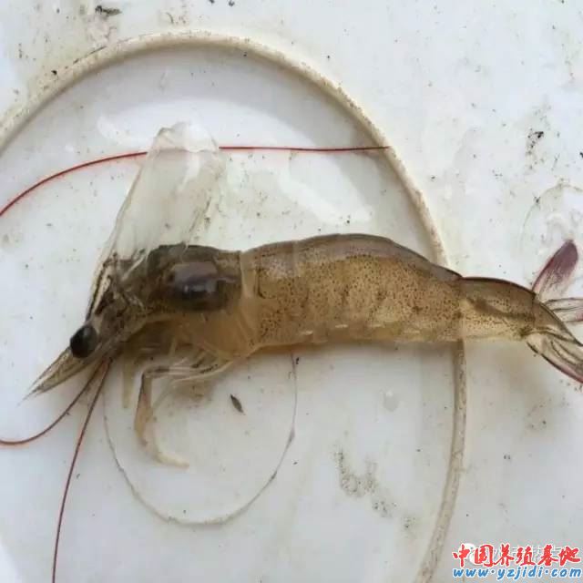 中國養殖基地 yzjidi.com