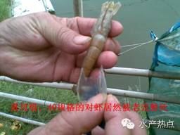 中國養殖基地 yzjidi.com
