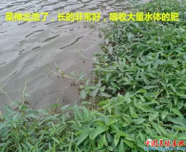 中國養殖基地 yzjidi.com