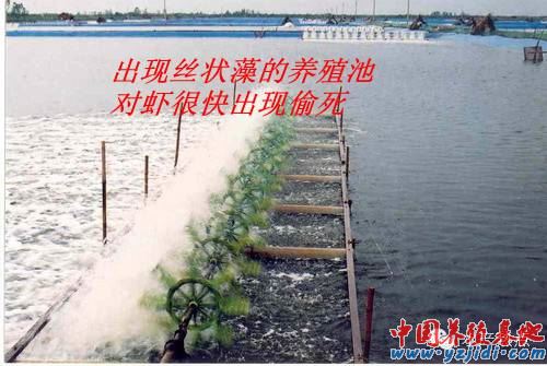 中國養殖基地 yzjidi.com