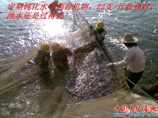 中國養殖基地 yzjidi.com