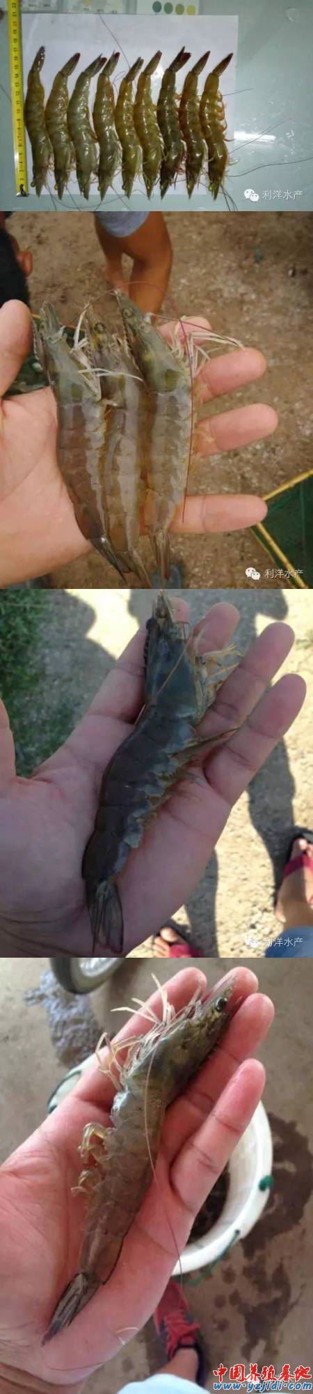 中國養殖基地 yzjidi.com