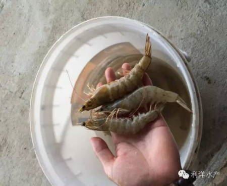 中國養殖基地 yzjidi.com