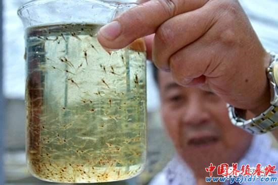 中國養殖基地 yzjidi.com