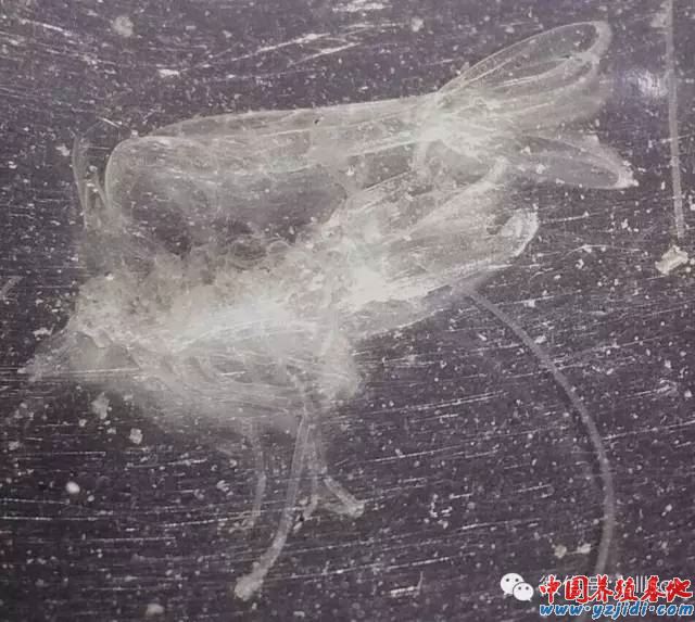 中國養殖基地 yzjidi.com