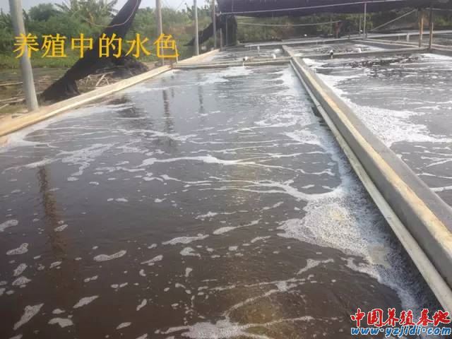 中國養殖基地 yzjidi.com