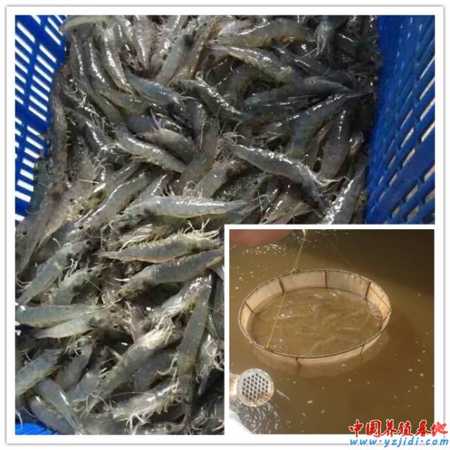中國養殖基地 yzjidi.com
