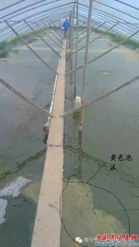 中國養殖基地 yzjidi.com