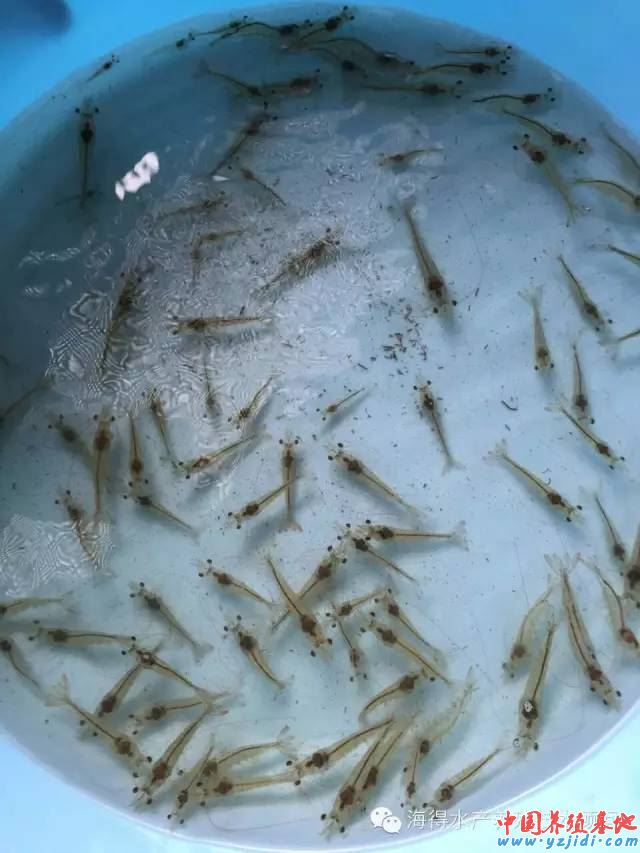 中國養殖基地 yzjidi.com