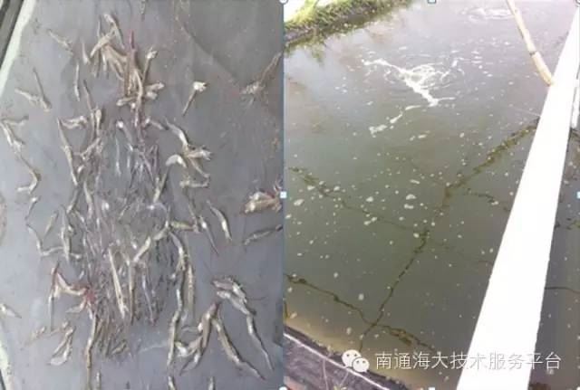 中國養殖基地 yzjidi.com