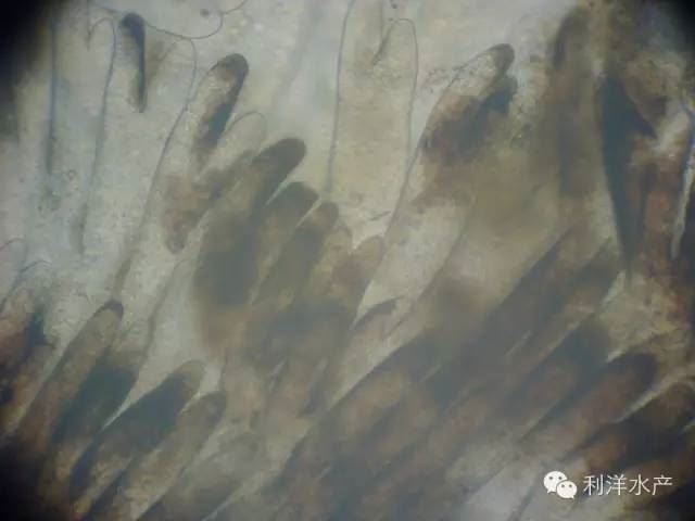 中國養殖基地 yzjidi.com