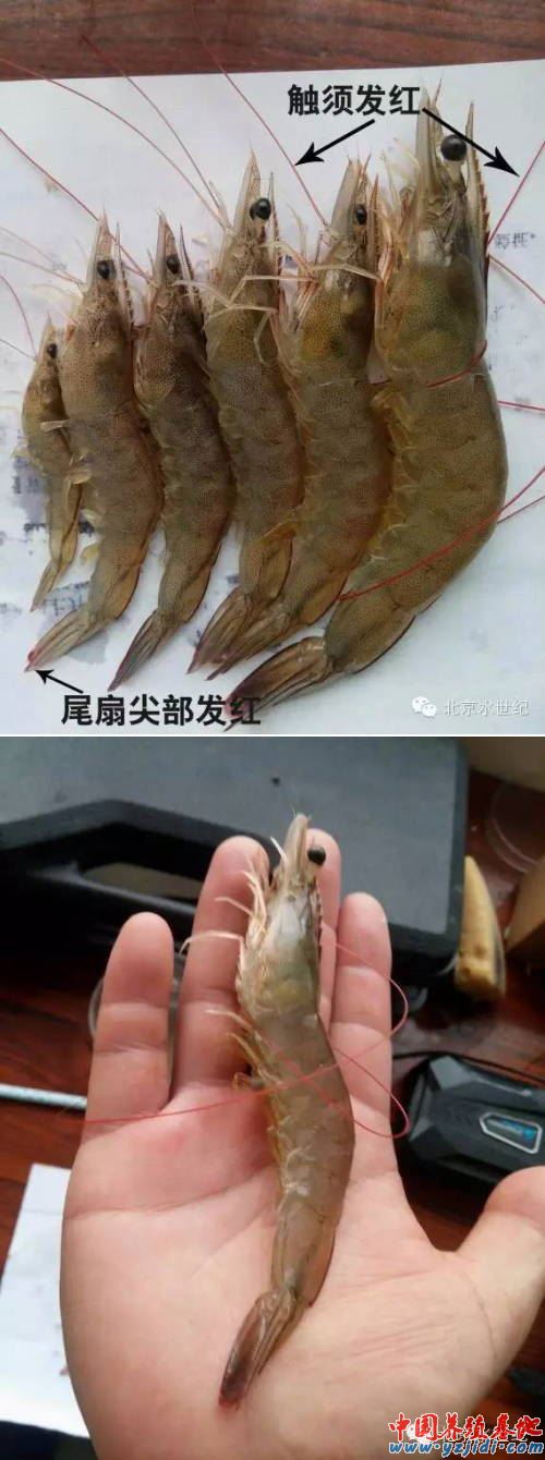 中國養殖基地 yzjidi.com