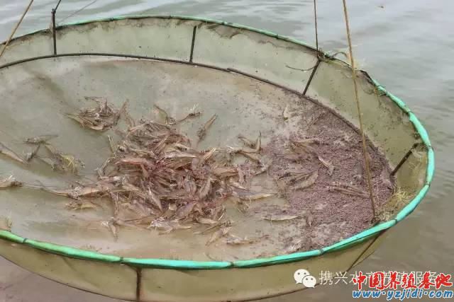 中國養殖基地 yzjidi.com