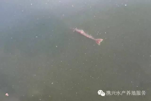 中國養殖基地 yzjidi.com