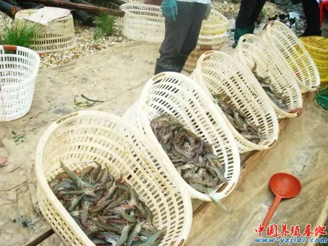 中國養殖基地 yzjidi.com