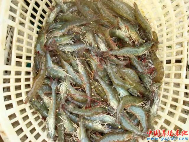 中國養殖基地 yzjidi.com