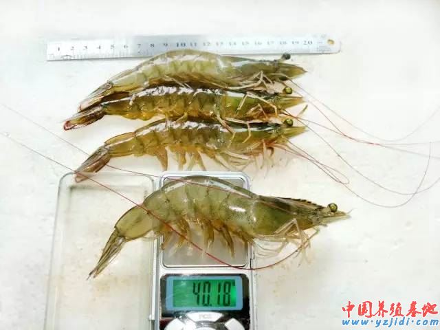 中國養殖基地 yzjidi.com