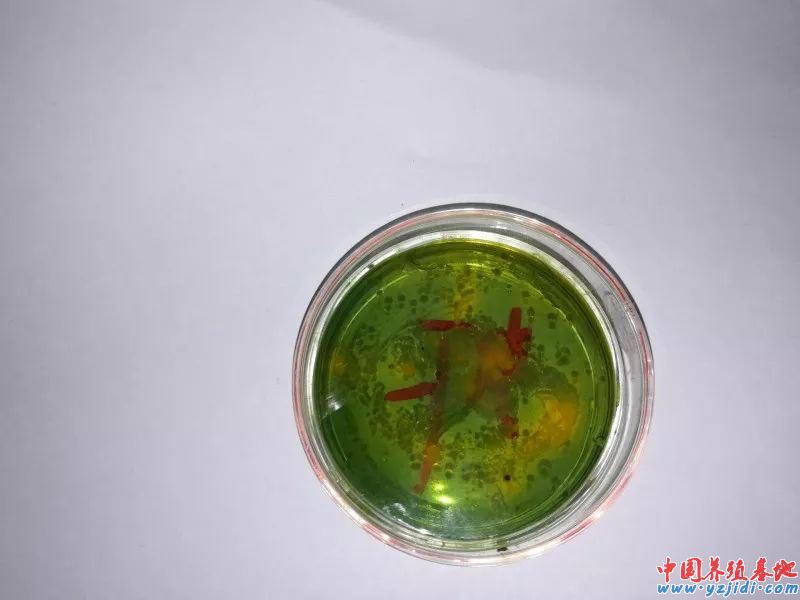 中國養殖基地 yzjidi.com