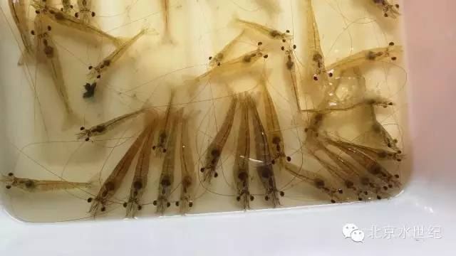 中國養殖基地 yzjidi.com
