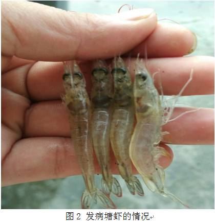 中國養殖基地 yzjidi.com