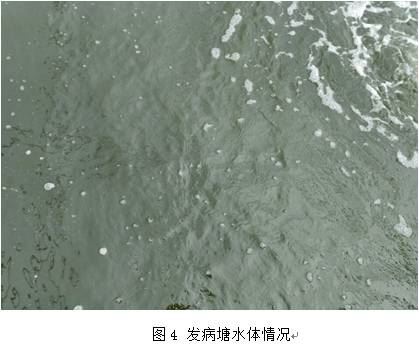 中國養殖基地 yzjidi.com