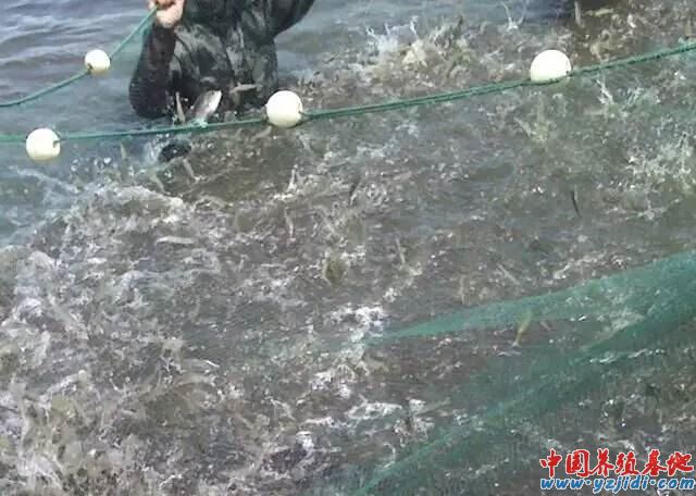 中國養殖基地 yzjidi.com