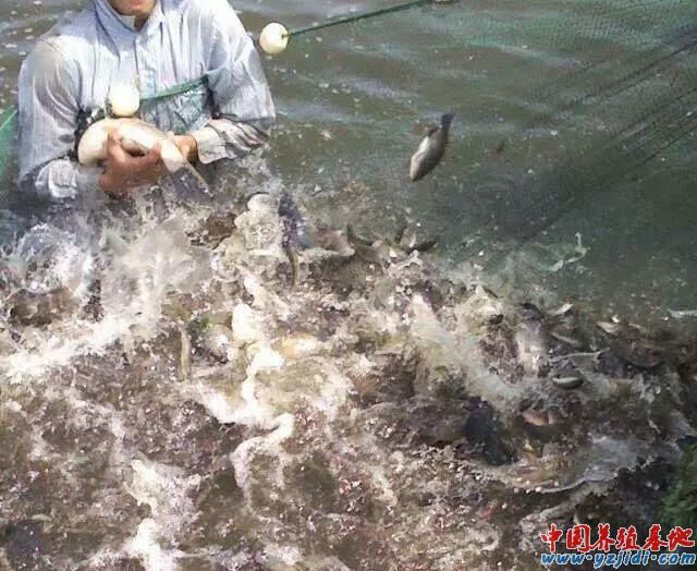 中國養殖基地 yzjidi.com