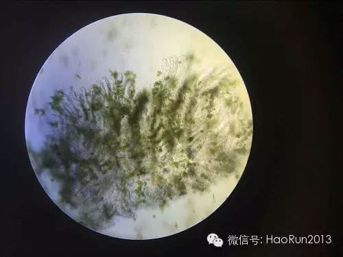 中國養殖基地 yzjidi.com