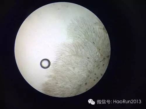 中國養殖基地 yzjidi.com