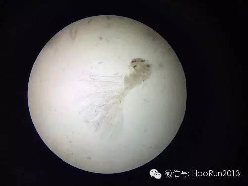中國養殖基地 yzjidi.com