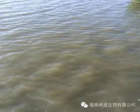 中國養殖基地 yzjidi.com