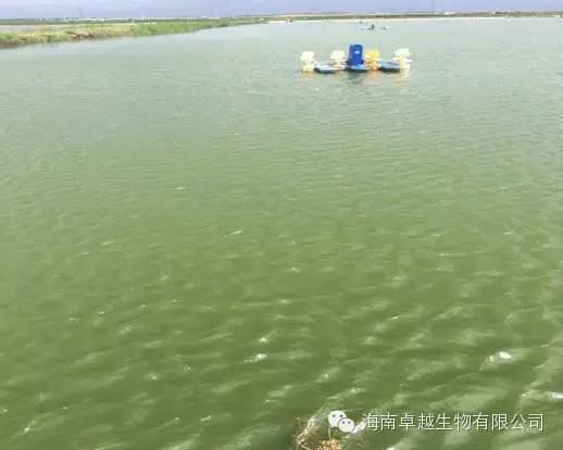 中國養殖基地 yzjidi.com