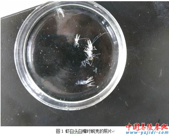 中國養殖基地 yzjidi.com