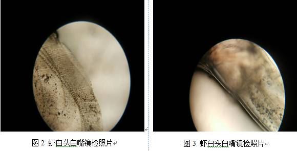 中國養殖基地 yzjidi.com