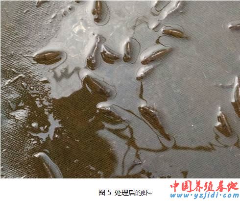 中國養殖基地 yzjidi.com