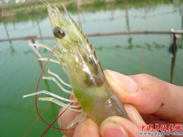 中國養殖基地 yzjidi.com