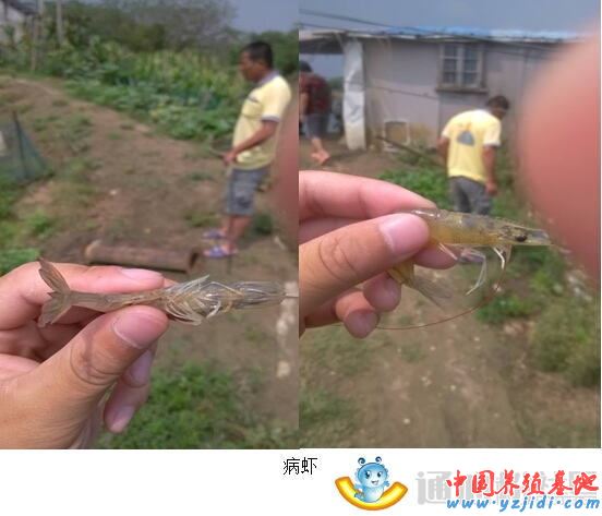 中國養殖基地 yzjidi.com